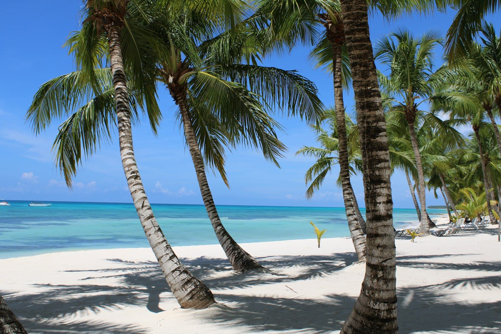 Palm trees leaning over white sand and turquoise water on a Dominican Republic beach