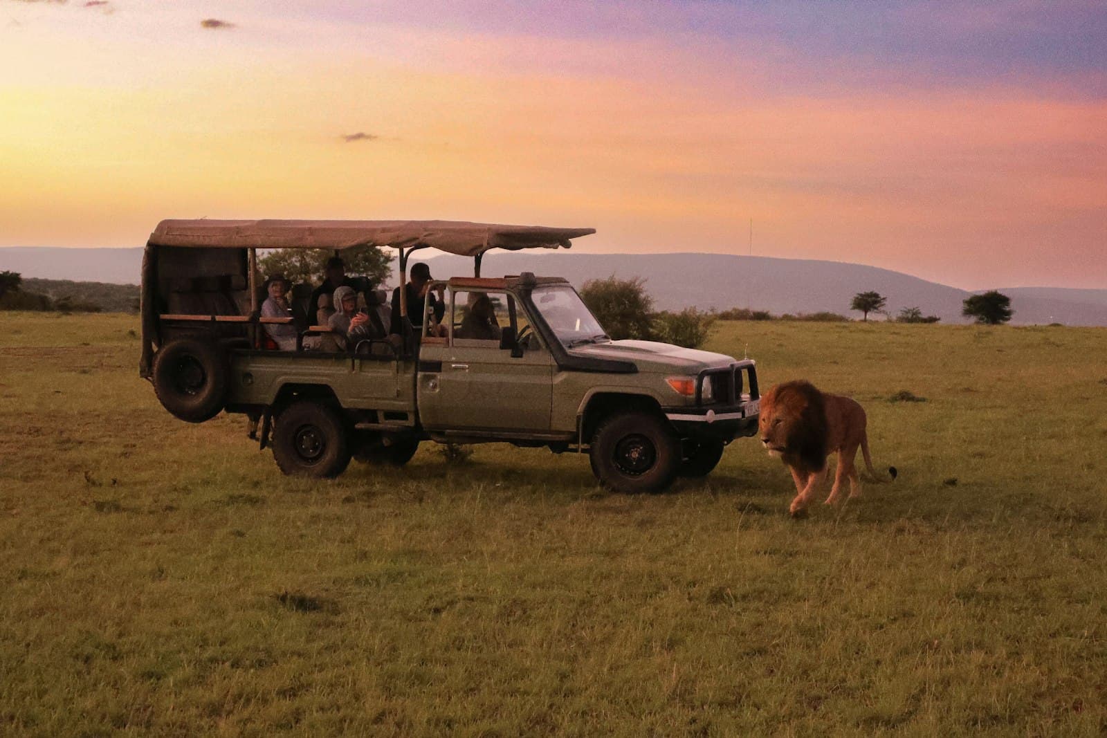 Safari vehicle beside a male lion on the Masai Mara grassland at sunset
