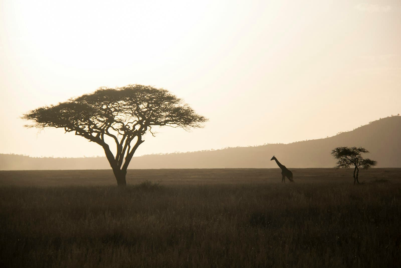 A giraffe and acacia trees silhouetted against a golden sunset on the Serengeti plains