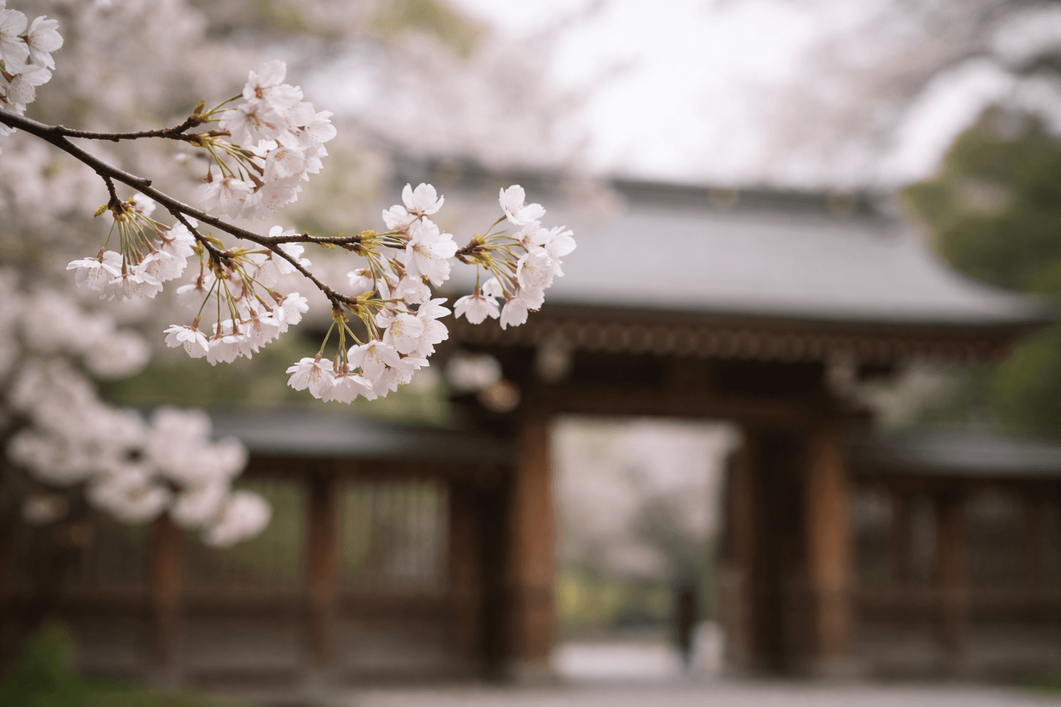 Cherry blossoms and temples in Japan across seasons